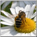 Andrena flavipes - Sandbiene w02.jpg